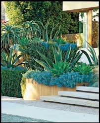 The Most Beautiful Agave Plants And How To Care For Them Sunset Succulent Landscaping Front Yard Succulent Landscape Design Succulent Landscaping