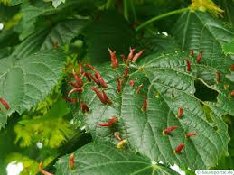 Lime Gall Red Tree Disease