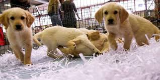 Famille d'accueil chien guide d'aveugle bordeaux. En Gironde Une Campagne Pour Soutenir L Association Des Chiens Guides D Aveugles