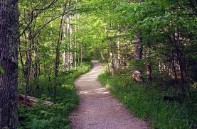 Image Result For Path In Woods Paths Photo Watercolor Background