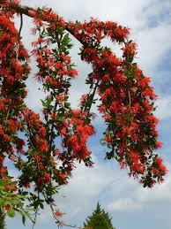 Image result for Cycnium recurvum