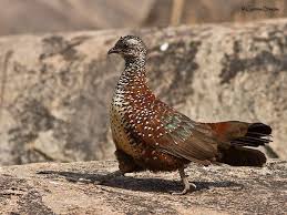 Pin On Gamefowls Landfowls Galliformes