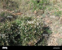 Image result for Ancylobothrys