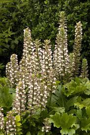 Image result for Acanthopale confertiflora