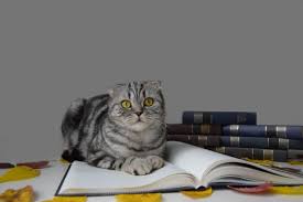 Scottish Fold Kedi Cinsi Ve Ozellikleri Kedi Kopek Ve Diger Evcil Hayvanlar Icin En Iyi Bakiciyi Bul Petsurfer