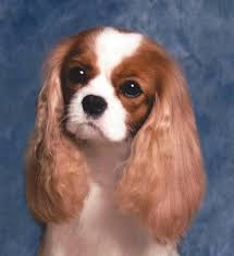 They're quite small, which is a big plus for most companies and cavalier king charles spaniel breeders austin in the uptown network are very experienced when it comes to shipping their. Cavalier King Charles Spaniel For Sale In Austin Texas