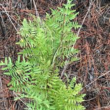 Image result for Osmunda regalis
