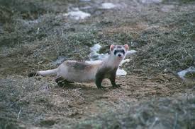 North America Animals Top 10 Endangered Species List Most Endangered Animals Endangered Animals Cute Endangered Animals