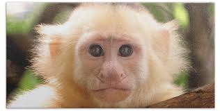 Curious George Bath Towels for Sale