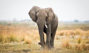 Much of the tusk is made up of dentine, a hard, dense, bony tissue. What Is Ivory And Why Does It Belong On Elephants Stories Wwf