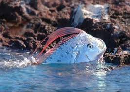 We did not find results for: The Real Life Sea Serpents Behind The Maritime Legends Marine Madness