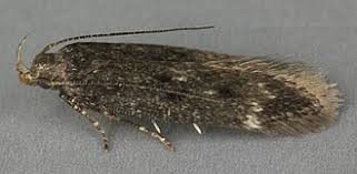 Image result for Bryotropha similis