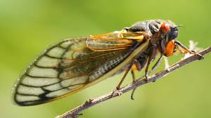 Actually this is a combination of several trips i took to find insects. Billions Of Cicadas Expected To Emerge In 2021 Wkyc Com