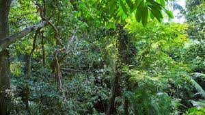 Rainforest Vegetation Nature Background Sumatra Indonesia Stock Footage Nature Background Rainforest Vegetation Nature Backgrounds Nature Rainforest