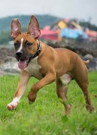 The pitbull german shepherd mix is also very affectionate, especially if raised properly. German Shepherd Pitbull Mix Petsidi