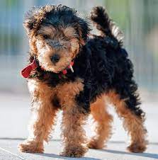 Lakeland Terrier Like Angus But Smaller And Black Tan Lakeland Terrier Lakeland Terrier Puppies Terrier