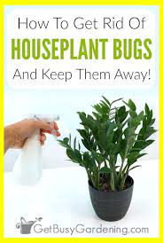How To Get Rid Of Houseplant Bugs Naturally Natural Pest Control Methods Organic Gardenin Plant Pests Plant Bugs Gnats In House Plants