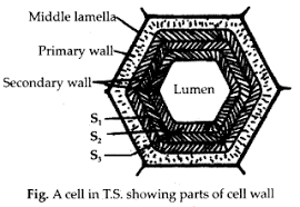 These are large, vesicles filled with fluid, within the cytoplasm of a cell. Class 11 Biology Anatomy Of Flowering Plants Questions And Answers 9039