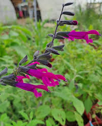 Image result for Lippia somalensis