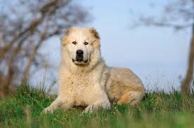 Maybe you would like to learn more about one of these? Central Asian Shepherd Dog Breed Info Pictures Traits Facts Doggie Designer