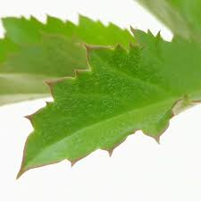 Image result for Cyphostemma jaegeri