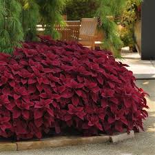 Image result for Coleus eminii