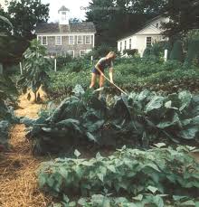Entertaining Martha Stewart 9780517544198 Amazon Com Books Small Vegetable Gardens Garden Design Plants