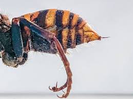 Let's take a look at some of the key team statistics that have put the hornets in contention for their first playoff appearance since 2016: Attack Of The Murder Hornets The Race To Find Bee Killers Heraldnet Com