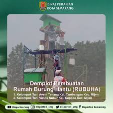 Setiap jenis burung yang terbang masuk rumah mempunyai tanda yang tidak sama, karena artinya bisa baik atau buruk. Pertanian Kota Smg On Twitter Rumah Burung Hantu Rubuha Berfungsi Menjaga Keberadaan Burung Hantu Di Area Persawahan Burung Hantu Adalah Musuh Alami Dari Hama Tikus Ada 2 Demplot Rubuha Di Kelompok Tani