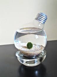 Marimo Moss Ball Pet Marimo Moss Ball Marimo Moss Moss Balls