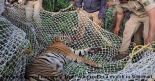 Dreaded days of fear ends; Tiger caught after a month in Wayanad | DH Latest News, DH NEWS, Latest News, Kerala, India, NEWS , Wayanad, Kerala, Cheeral village, Tiger caught