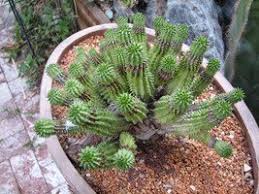 Image result for Trochomeria hookeri
