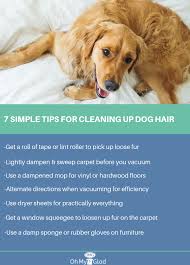 How To Remove Dog Hair From Furniture And Clothes Dog Hair Dogs Up Dog