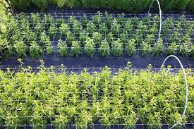 We did not find results for: Growing With Landscape Fabric Floret Flowers