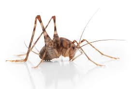 A style of mandolin with a body constructed of contrasting woods, resembling the striped markings of the potato beetle How Do Crickets Get Into Your House The Bug Master Pest Control And Disinfecting
