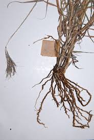 Image result for Bothriochloa radicans