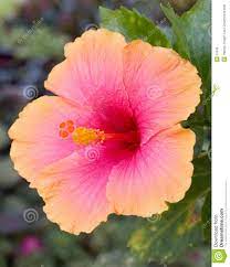 Repin Image Hibiscus Flower Images 9 Hd On Pinterest Hibiscus Flowers Flower Images