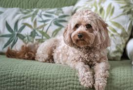 How big do cavapoos get. Cavapoo Guide Temperament Grooming Puppy Pictures Pawleaks