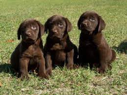 Get a boxer, husky, german shepherd, pug, and more on kijiji chocolate lab in dogs & puppies for rehoming in ontario. Labrador Retriever Puppies In Florida