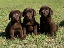 Please visit our available puppies page, updates on litters offering akc labrador retrievers, with the best temperaments, well socialized , best looking puppies ever! Labrador Retriever Puppies In Florida