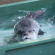Look At That Happy Otter Otters Cute Otters Baby Otters