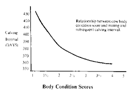 Beef Breeding Season Management