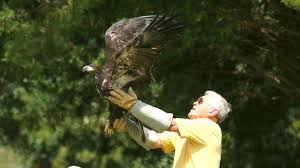 Wildlife Center of Virginia releases recovered bald eagle