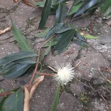 Image result for Syzygium jambos