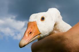 Freuen sie sich am martinstag auf einen gänseschmaus in einem restaurant in dithmarschen. Ubersicht Von Bauernhofen Wo Man Eine Frische Gans Kaufen Kann