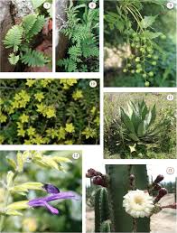 Image result for Eriosema flexuosum