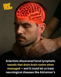 the lymphatic system plays a key role in draining the cerebrospinal fluid  (CSF) that bathes the brain, but that this function slows with age. “Our  findings implicate that the lymphatic system has