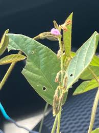 Image result for Teramnus uncinatus