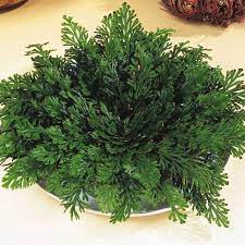 Rose Of Jericho The Resurrection Plant Humble Household Plants Keeping Plants Alive Cool Plants