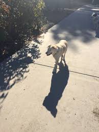 Pin By Cindy Winston On Rose Pruning Dogs Animals Prune